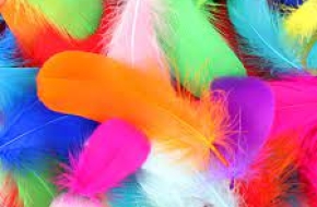 Colored Feathers