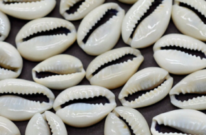 Cowrie Shells